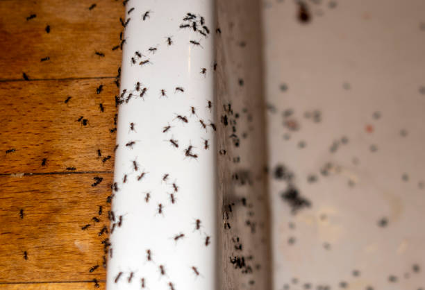 Best Pest Control for Restaurants  in Wyndmoor, PA