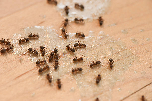 Best Wildlife Control Services  in Wyndmoor, PA